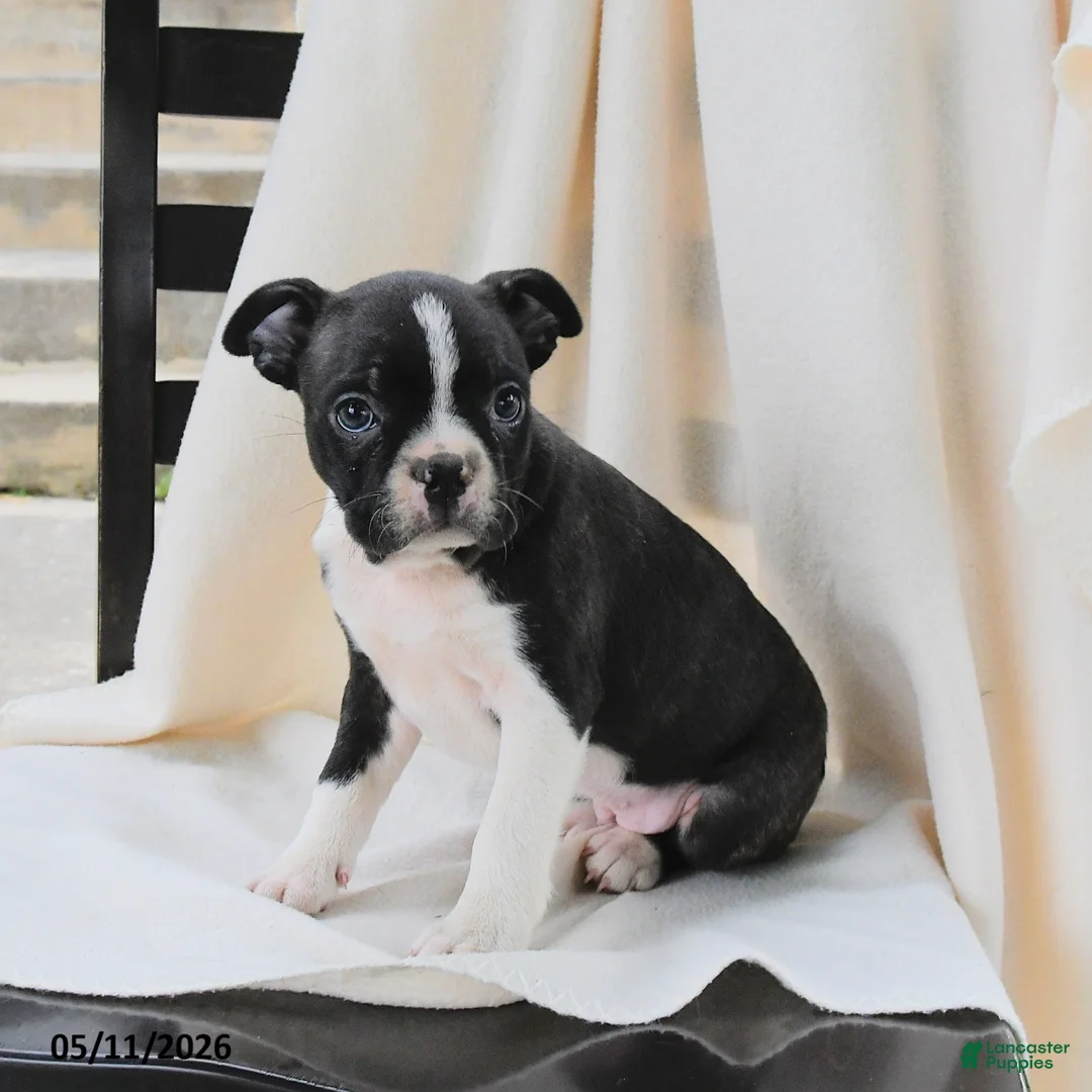 Boston Terrier dogs for sale: Ruthie - Ad 1