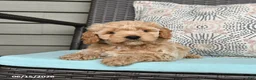 Cavapoo dogs for sale: Striker - Ad 5