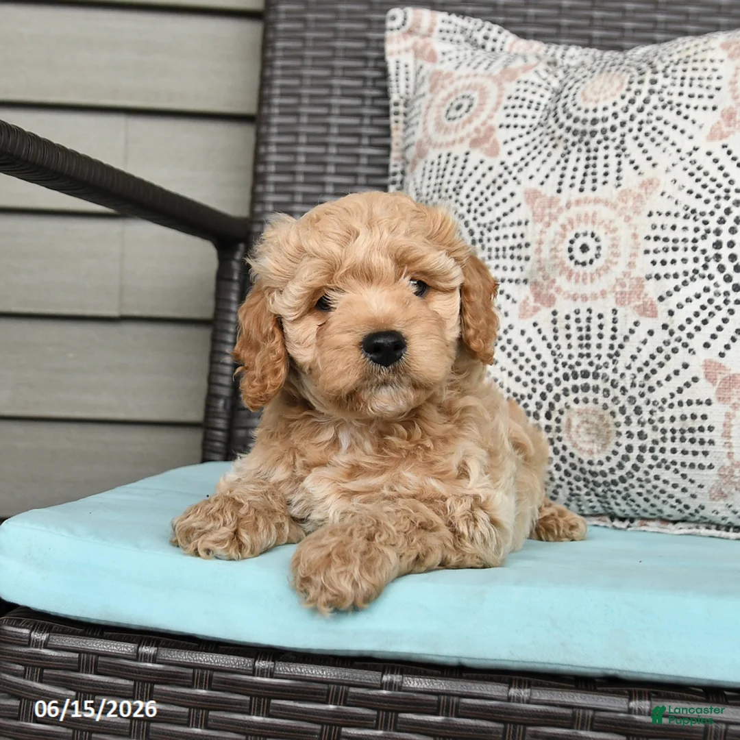 Cavapoo dogs for sale: Striker - Ad 5