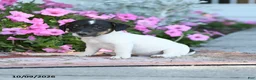 Jack Russell Terrier dogs for sale: Friedrich - Ad 5