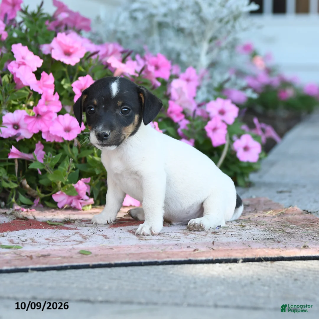 Jack Russell Terrier dogs for sale: Friedrich - Ad 5