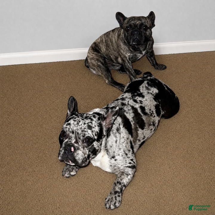 French Bulldog dogs French Bulldog 2 (TEDDY) - Ad 2