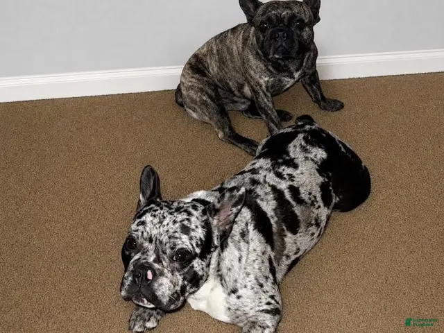 French Bulldog dogs for sale: French Bulldog 8 (BLOSSOM) - Ad 2