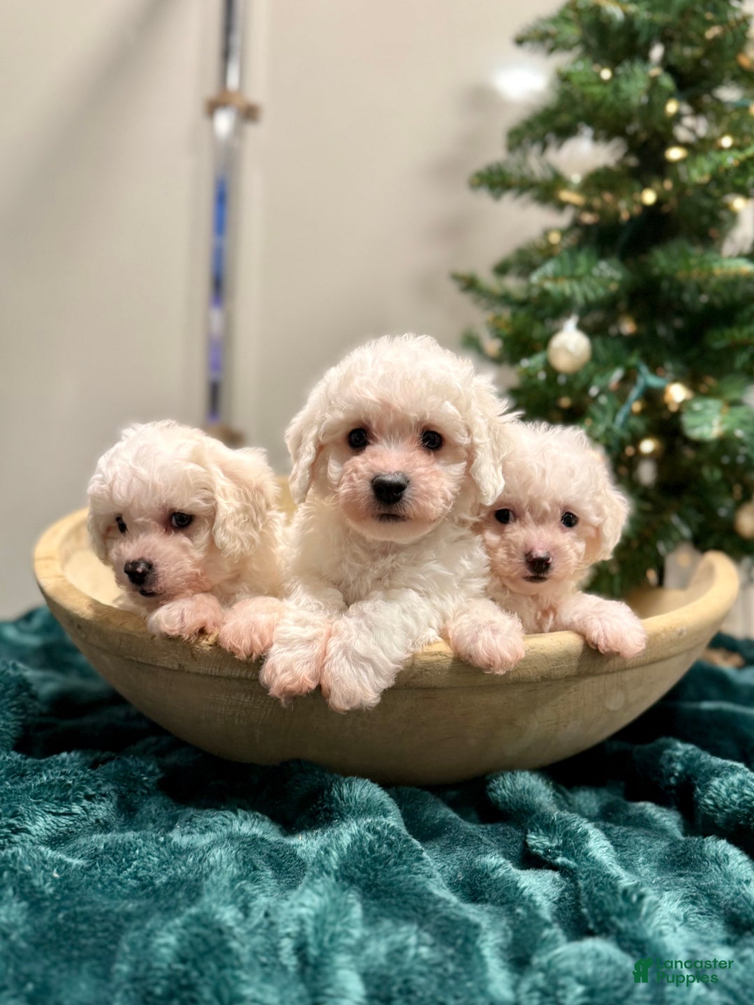 Bichon Frise dogs for sale: Cody ACA - Ad 9