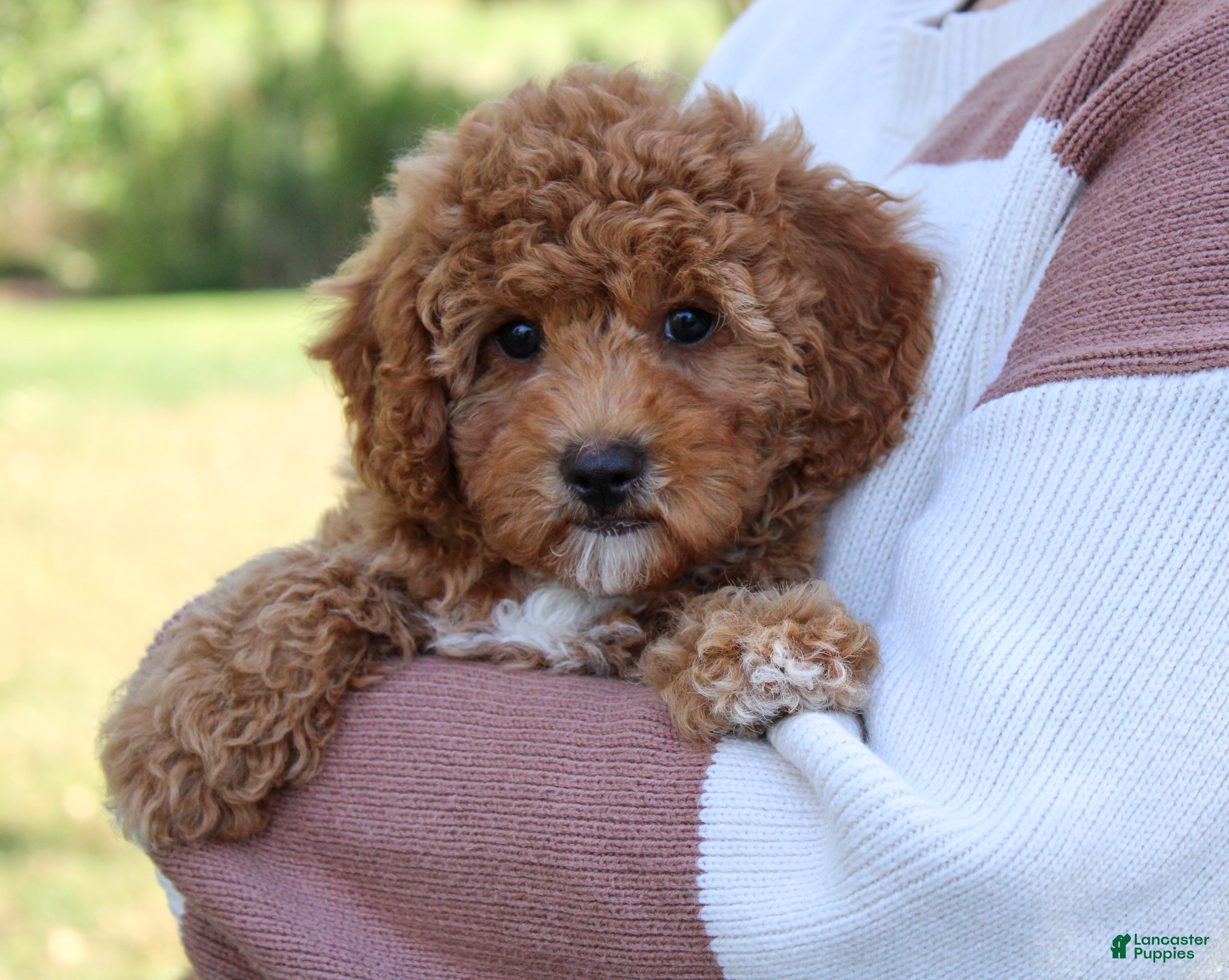 Cavapoo dogs Pennywhistle - Ad 2