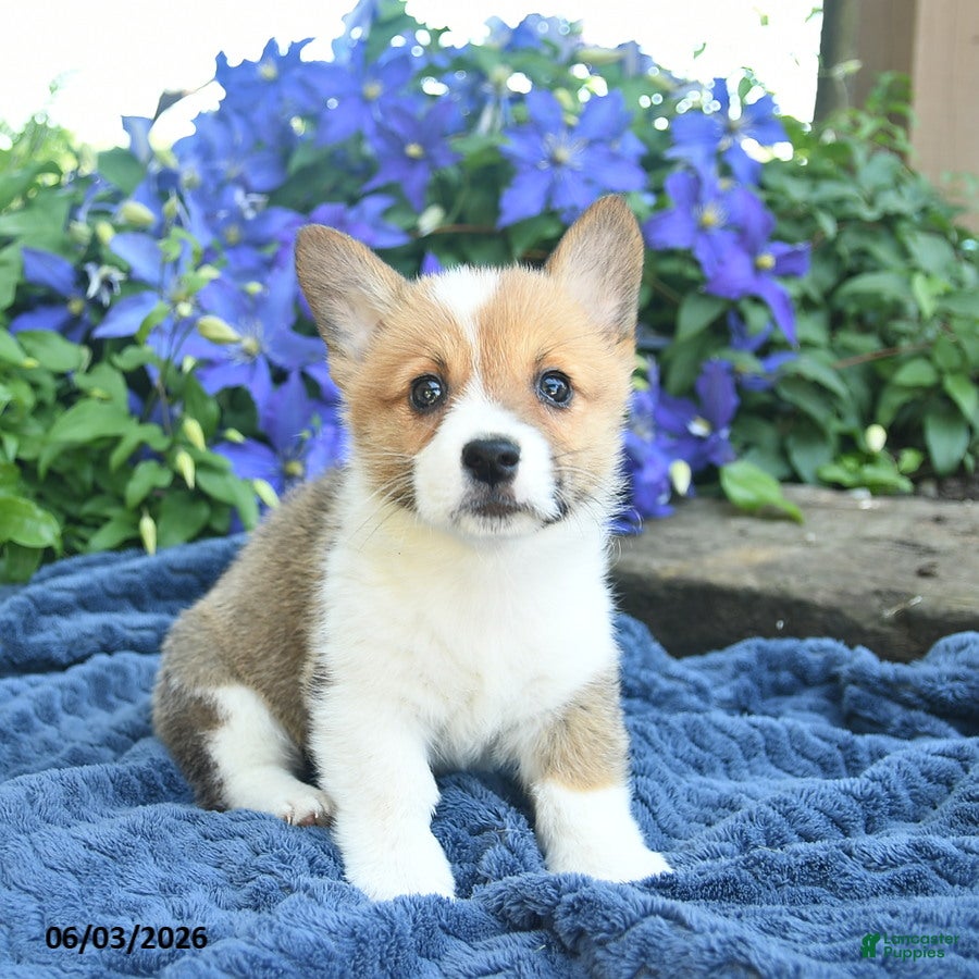 Welsh Corgi Pembroke dogs for sale: Pixie  - Ad 3