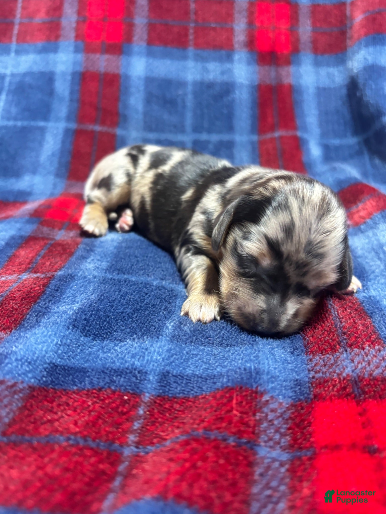 Dachshund dogs Dachshund 3 - Ad 1