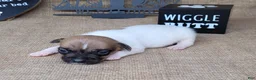 Jack Russell Terrier dogs for sale: Jude purebred JRT - Ad 3