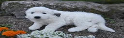 Great Pyrenees dogs for sale: Snowball - Ad 5