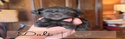Miniature Schnauzer dogs for sale: Miniature Salvador Schnauzer 1 - Ad 7