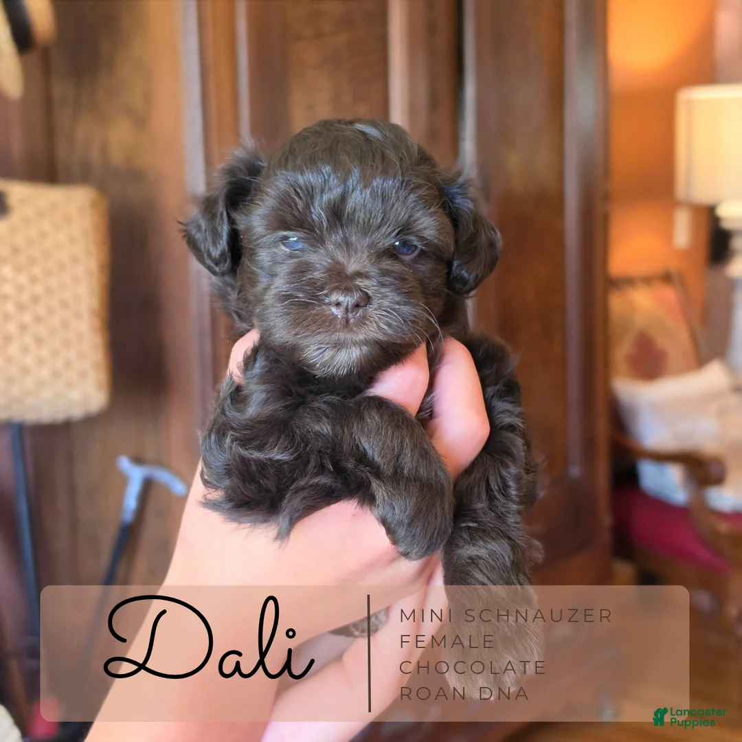 Miniature Schnauzer dogs for sale: Miniature Salvador Schnauzer 1 - Ad 7