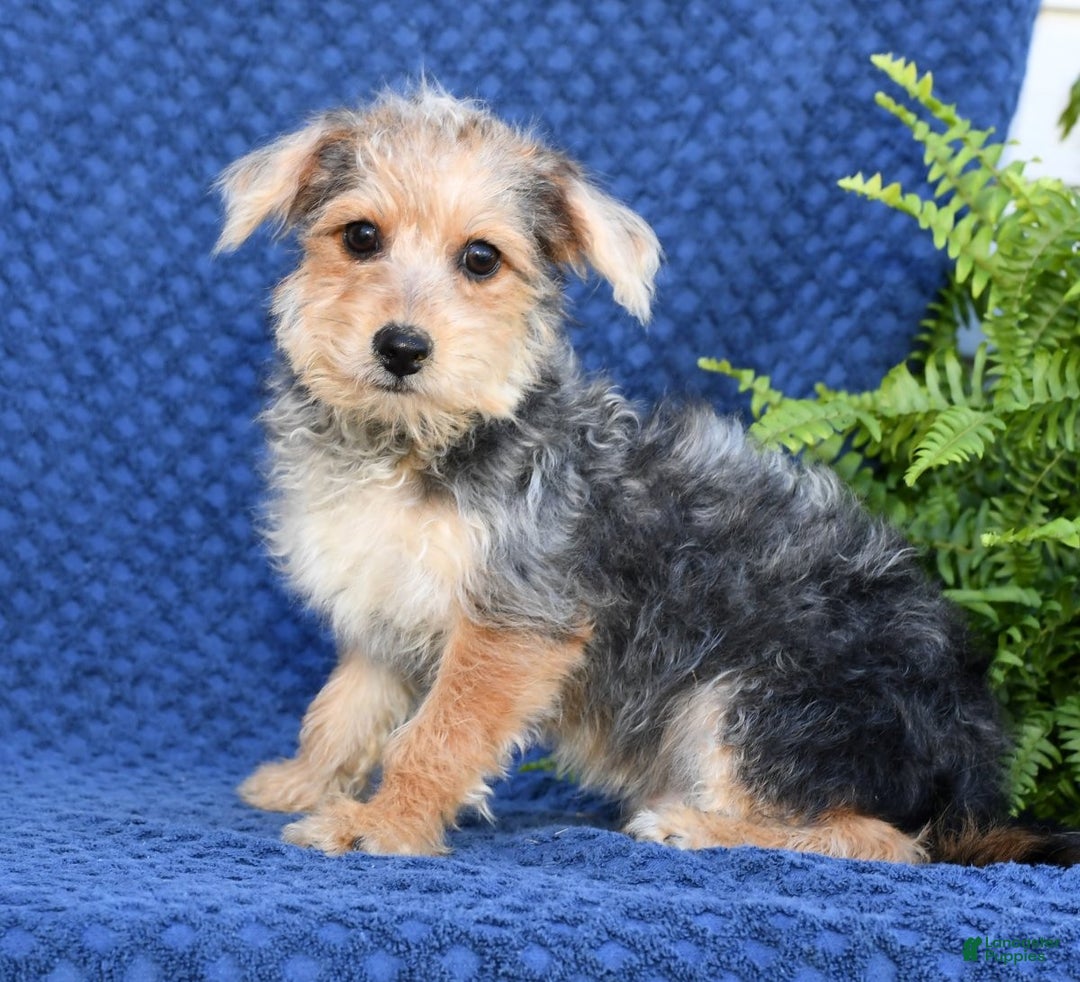 Yochon dogs for sale: Ricky - Ad 9