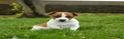Jack Russell Terrier dogs for sale: Handsome - Ad 2