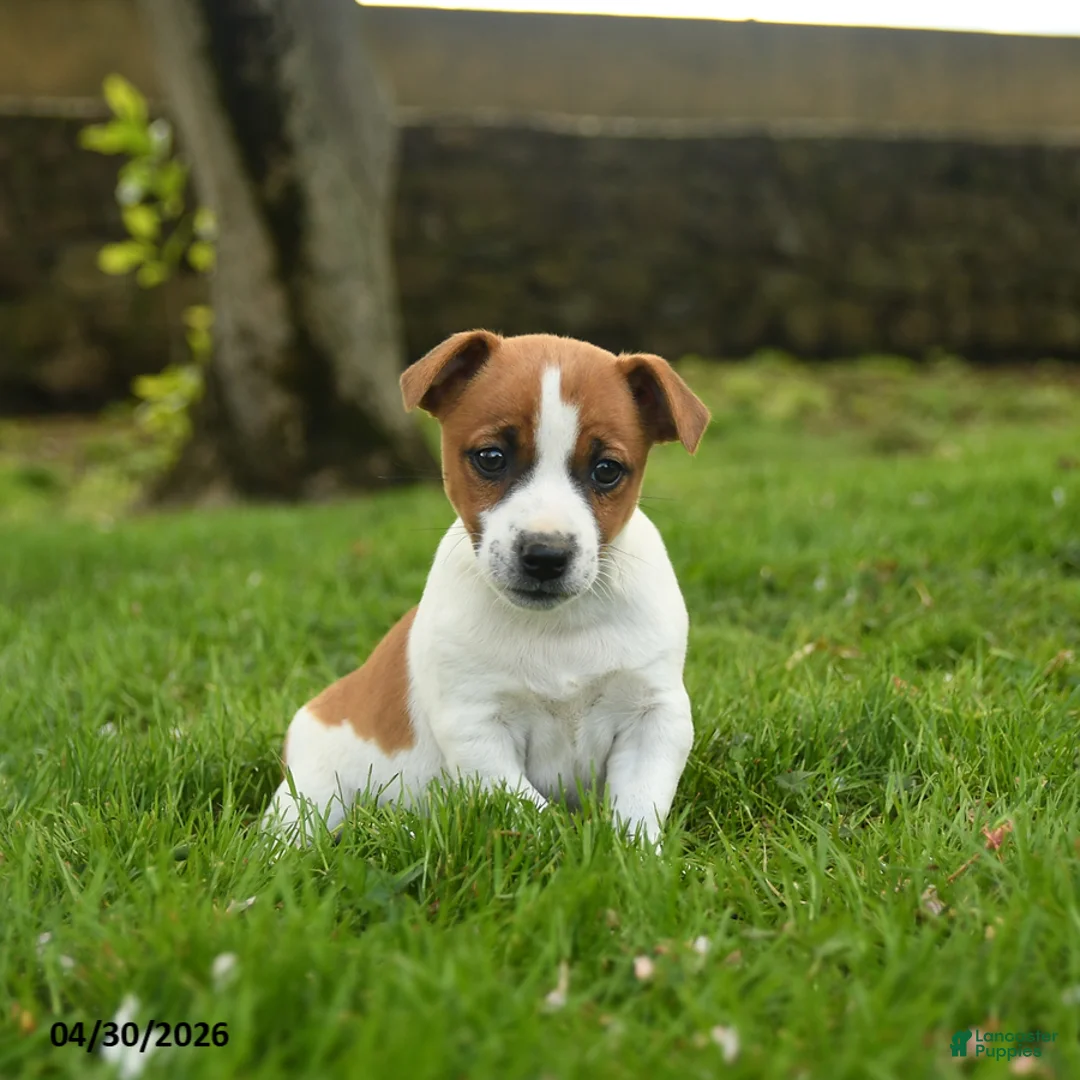 Jack Russell Terrier dogs for sale: Handsome - Ad 2