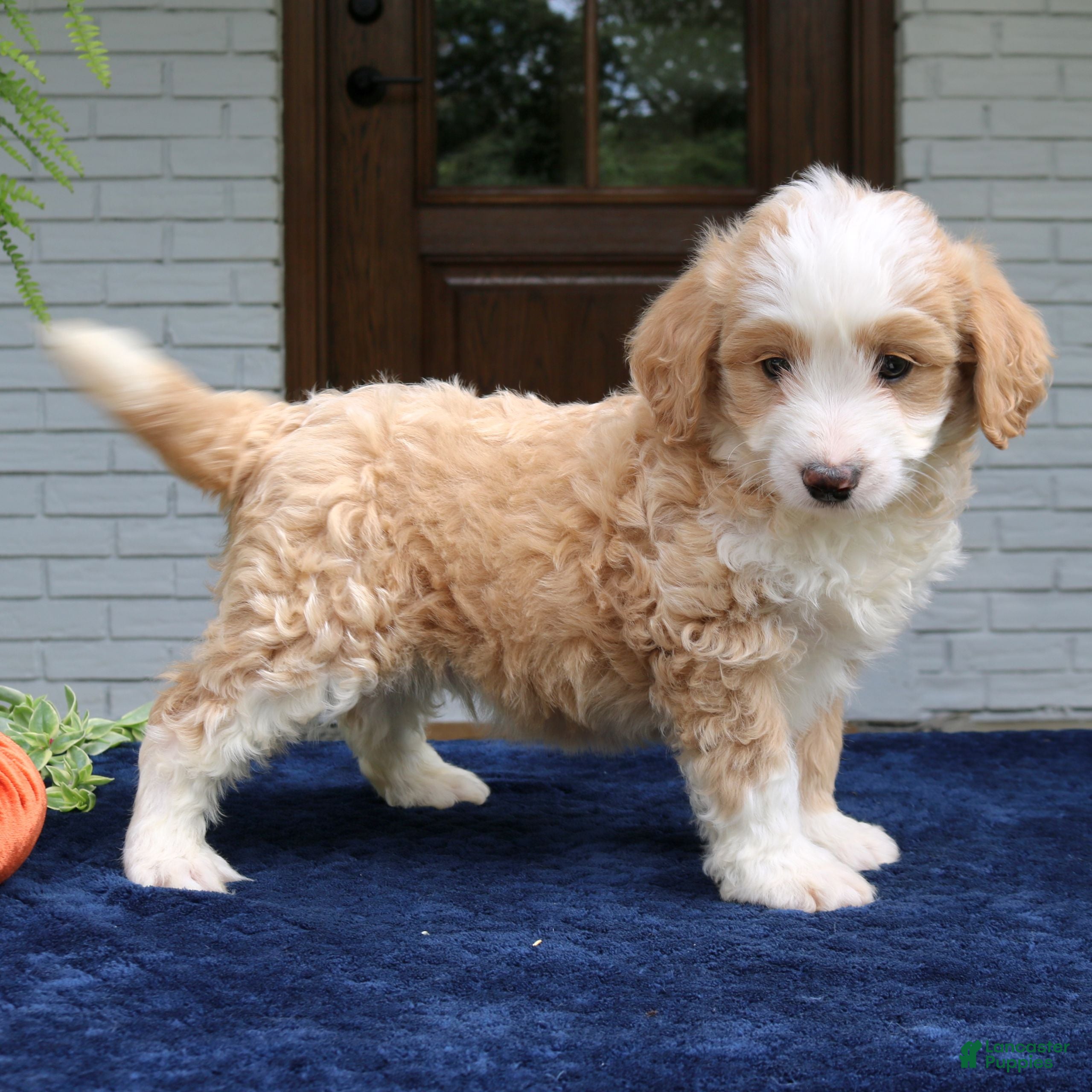 Mini Bernedoodle dogs Moose  - Ad 2
