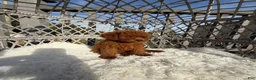 Toy Poodle dogs for sale: Toy Poodle Chinese bloodline  - Ad 2