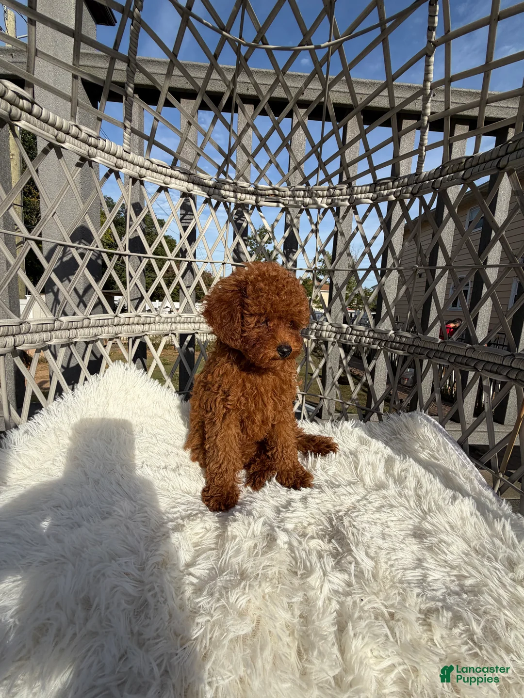 Toy Poodle dogs for sale: Toy Poodle Chinese bloodline  - Ad 2