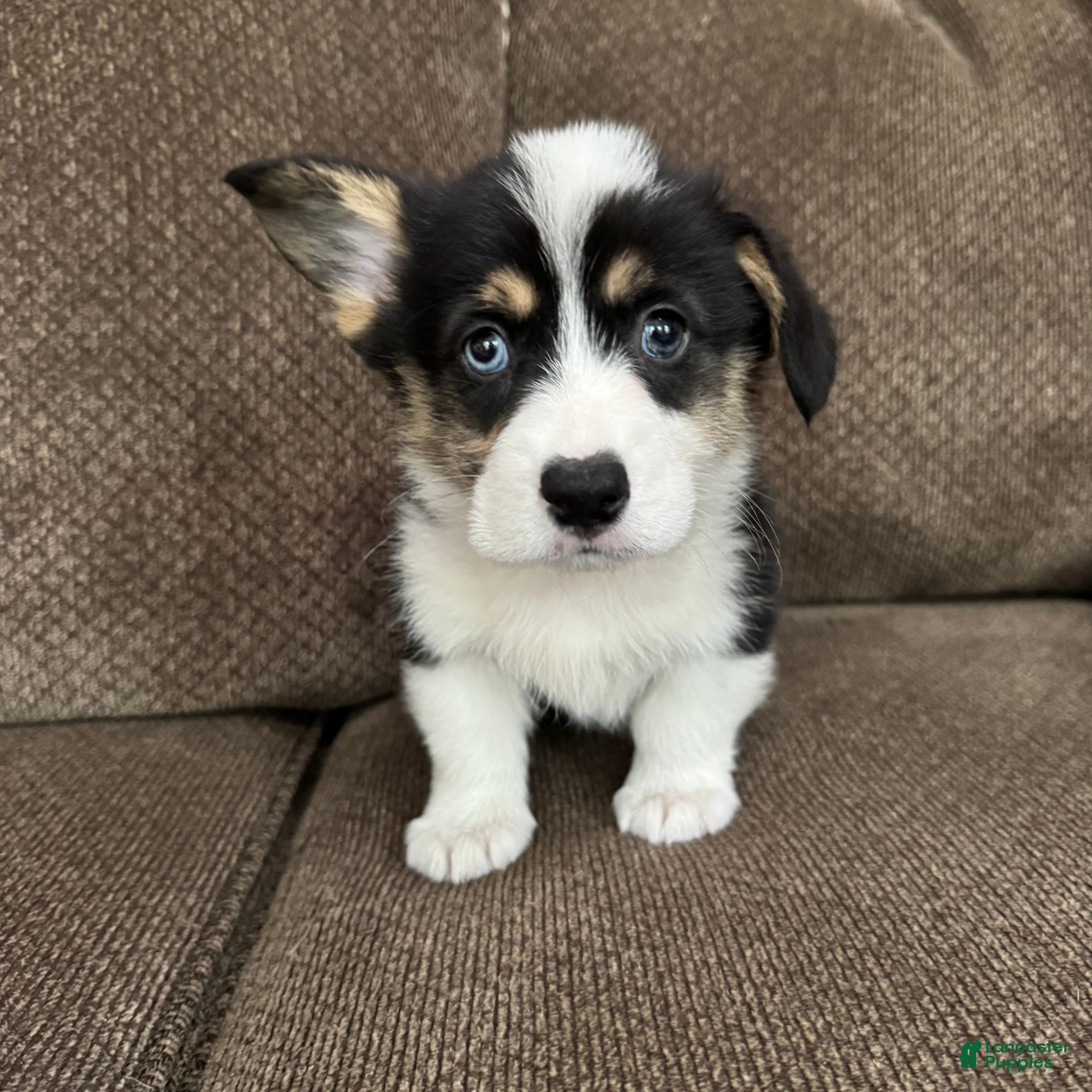Welsh Corgi Pembroke dogs Chip - Ad 39