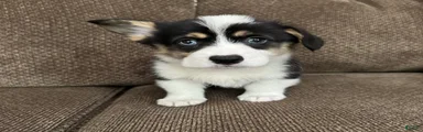 Chip