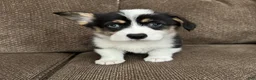 Welsh Corgi Pembroke dogs for sale: Chip - Ad 1