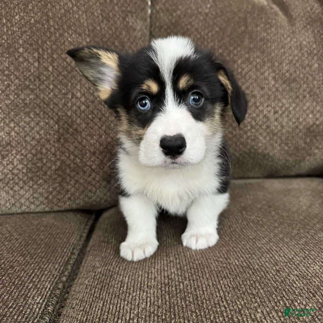 Welsh Corgi Pembroke dogs for sale: Chip - Ad 1