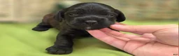 Cockapoo dogs for sale: Tinkerbell - Ad 2