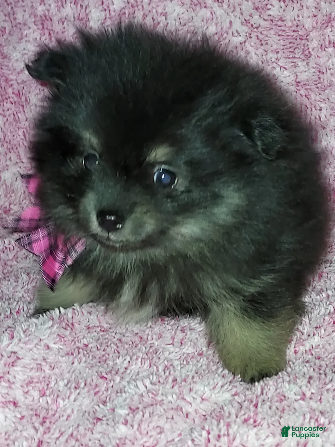 Pomeranian dogs for sale: Bitsy - Ad 7