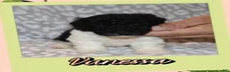 Toy Poodle dogs for sale: Vanessa - Ad 5