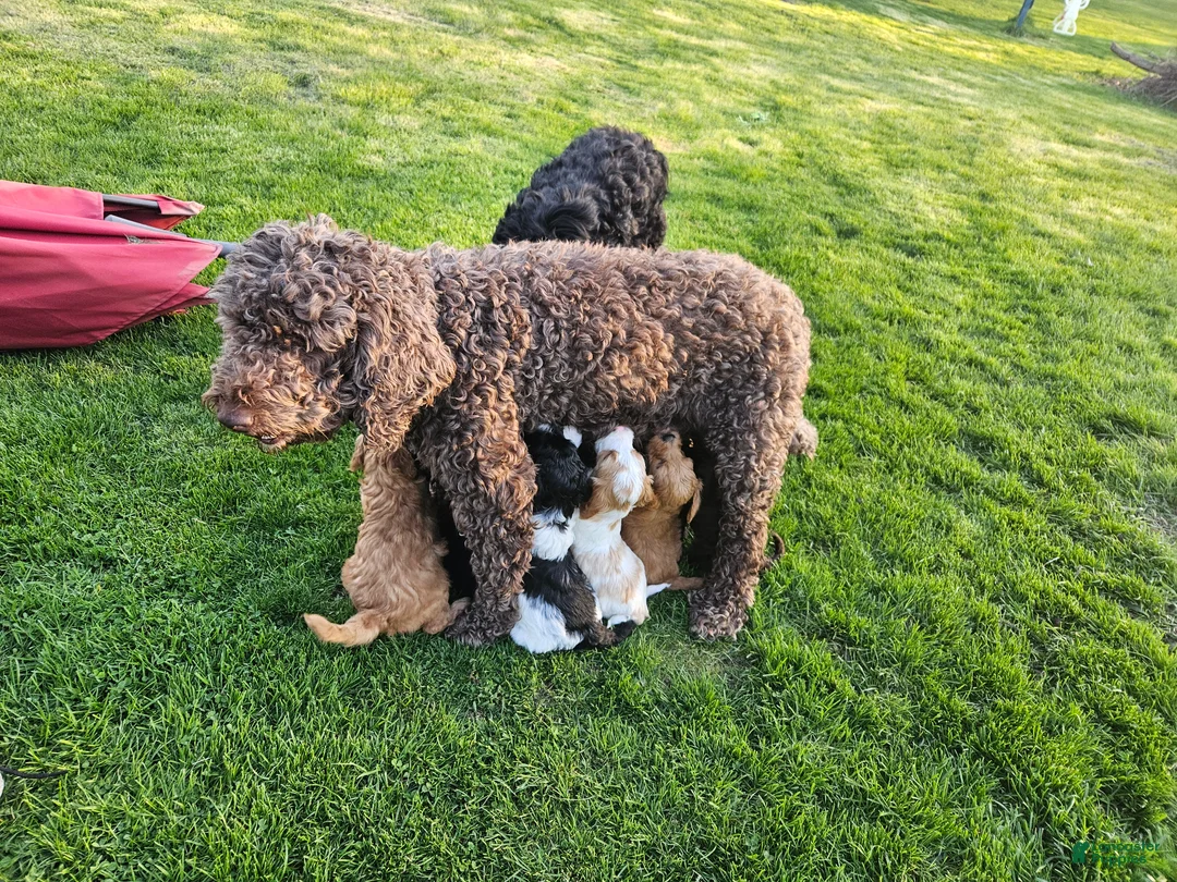 Goldendoodle dogs for sale: Goldendoodle Puppy 9 - Ad 2