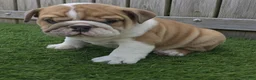 English Bulldog dogs for sale: Diesel - Ad 1