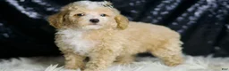 Maltipoo dogs for sale: Eli - Ad 3