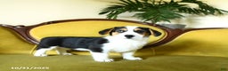 Welsh Corgi Pembroke dogs for sale: Natalie - Ad 17