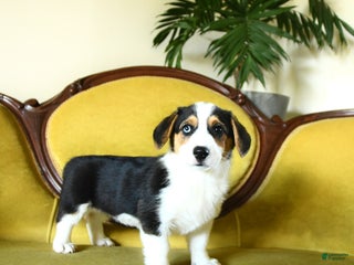 Welsh Corgi Pembroke dogs - Ad 5