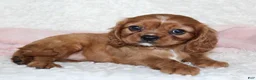 Cavalier King Charles Spaniel dogs for sale: Cavalier King Charles Spaniel 5 - Ad 2
