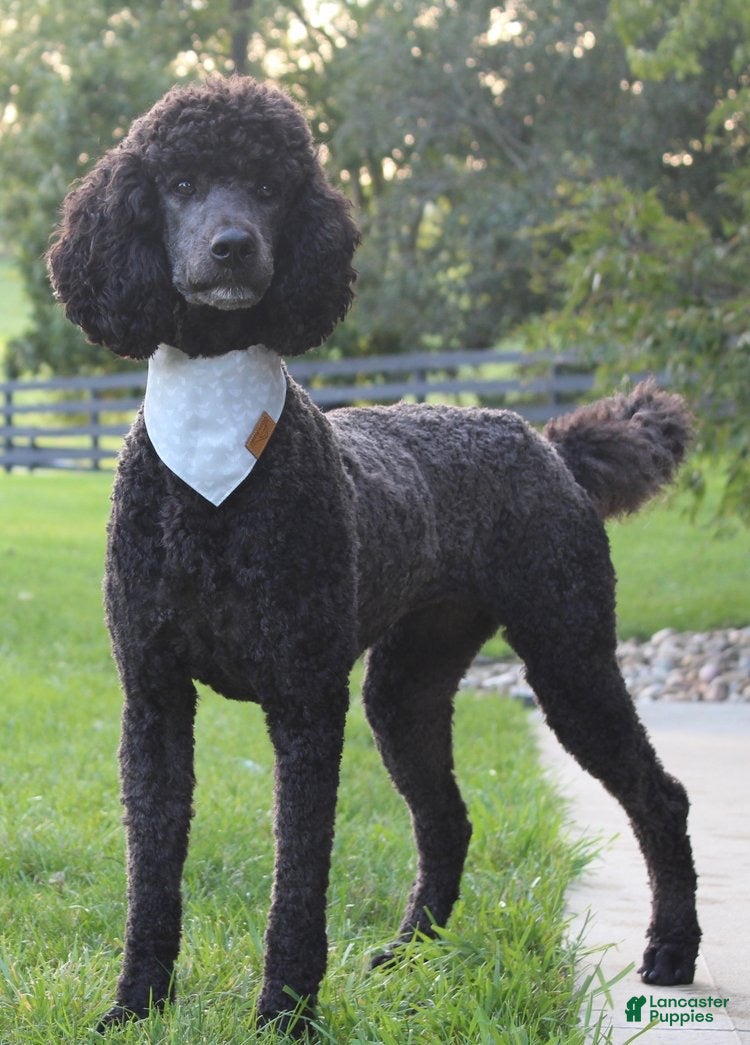 Standard Poodle dogs for sale: Willow AKC standard poodle - Ad 10