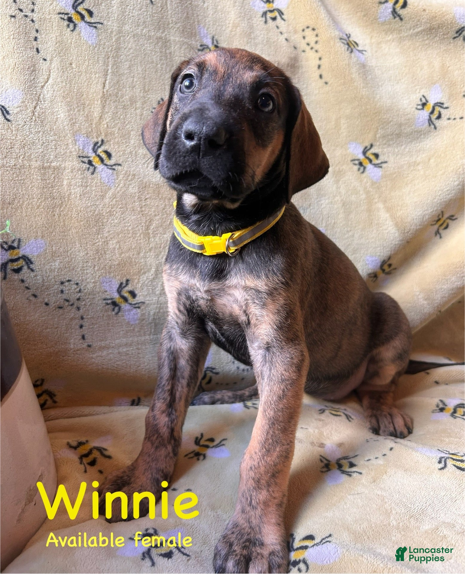 Great Dane dogs Winnie - Ad 31