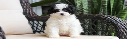 Cavapoo dogs for sale: Joy - Ad 9