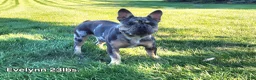 French Bulldog dogs for sale: Grace - Ad 9
