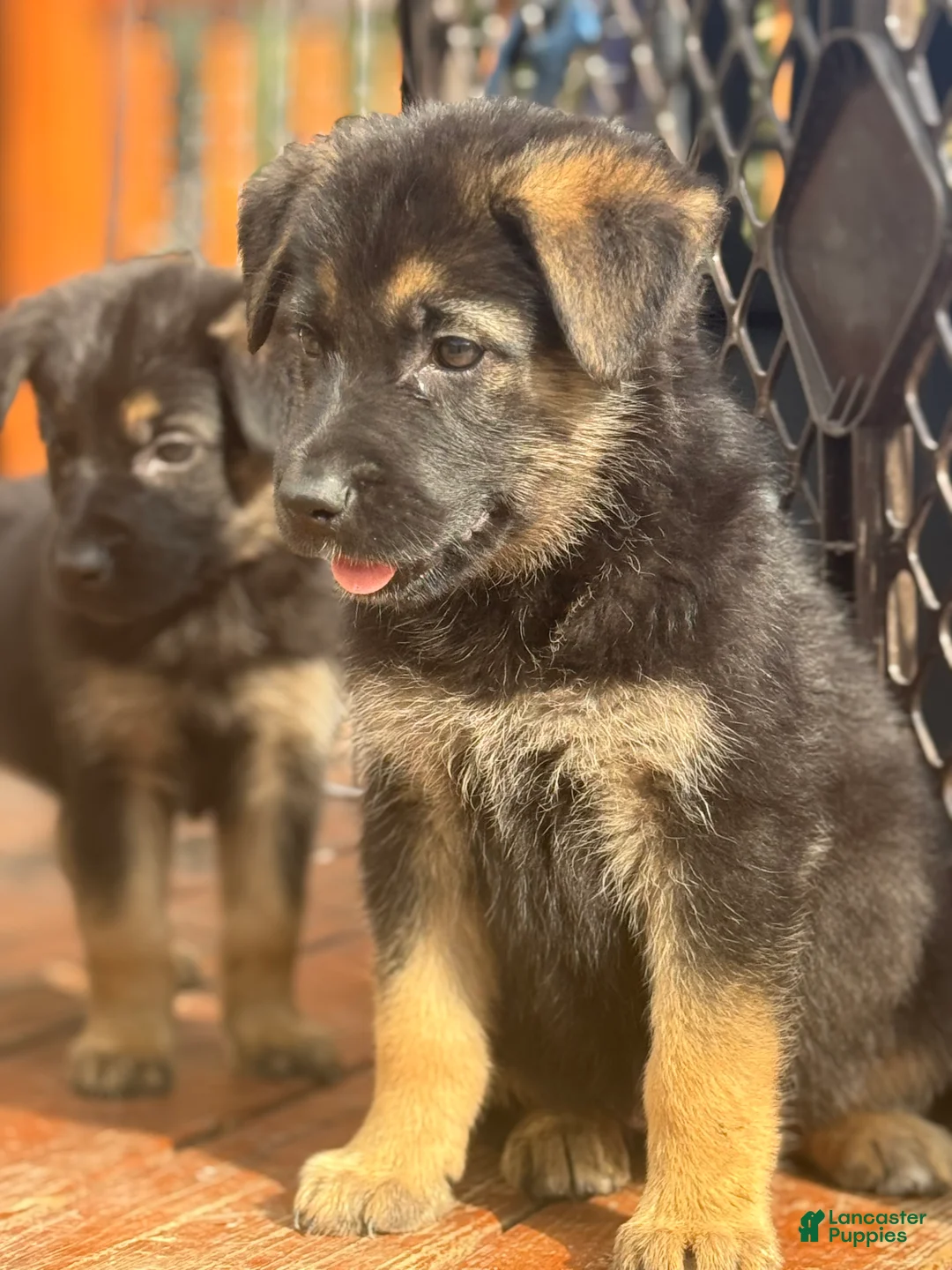 German Shepherd dogs for sale: German Shepherd Puppy 2 - Ad 6