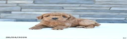 Cockapoo dogs for sale: Rusty - Ad 2