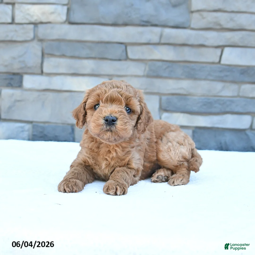 Cockapoo dogs for sale: Rusty - Ad 2
