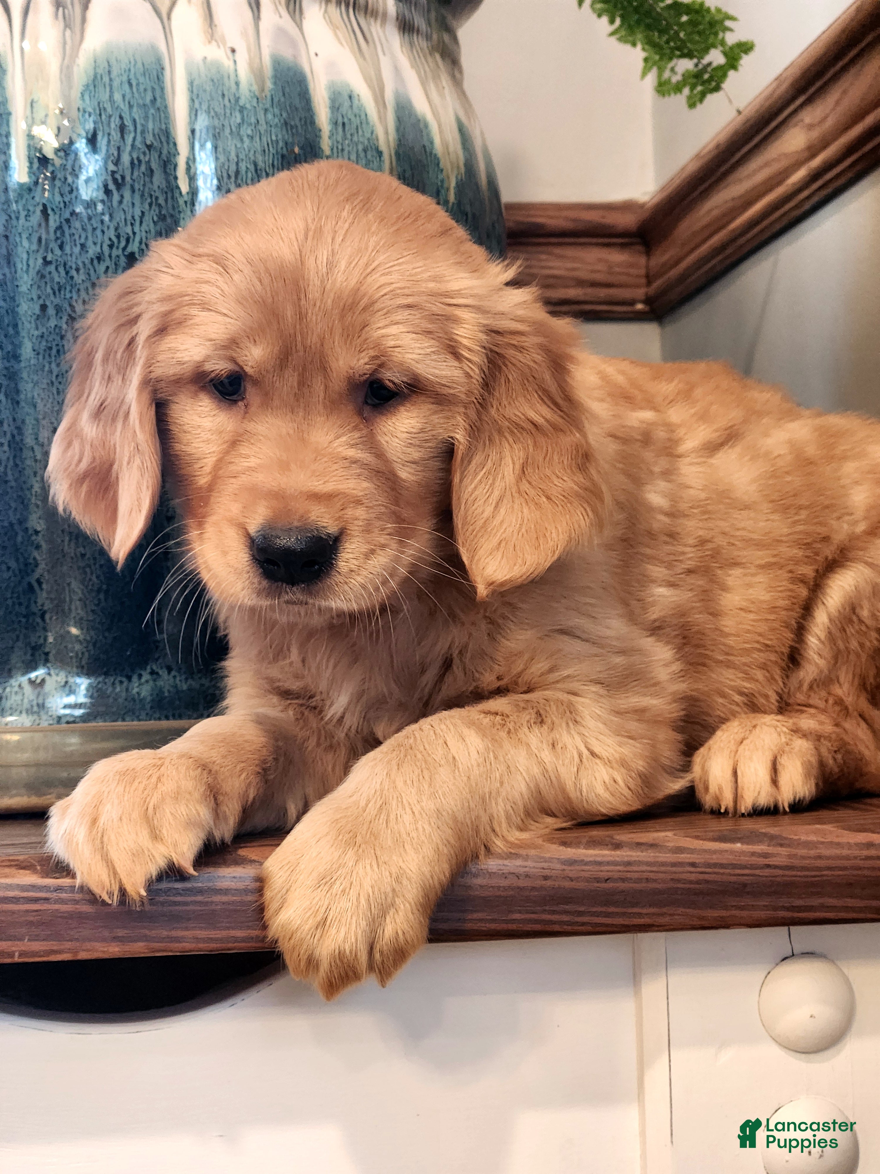 Golden Retriever dogs Randy - Ad 34