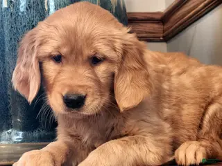 Golden Retriever dogs Randy - Ad 34