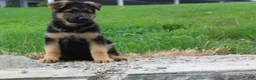 German Shepherd dogs for sale: Echo  - Ad 1