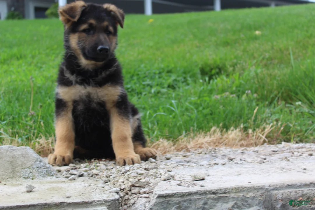 German Shepherd dogs for sale: Echo  - Ad 1