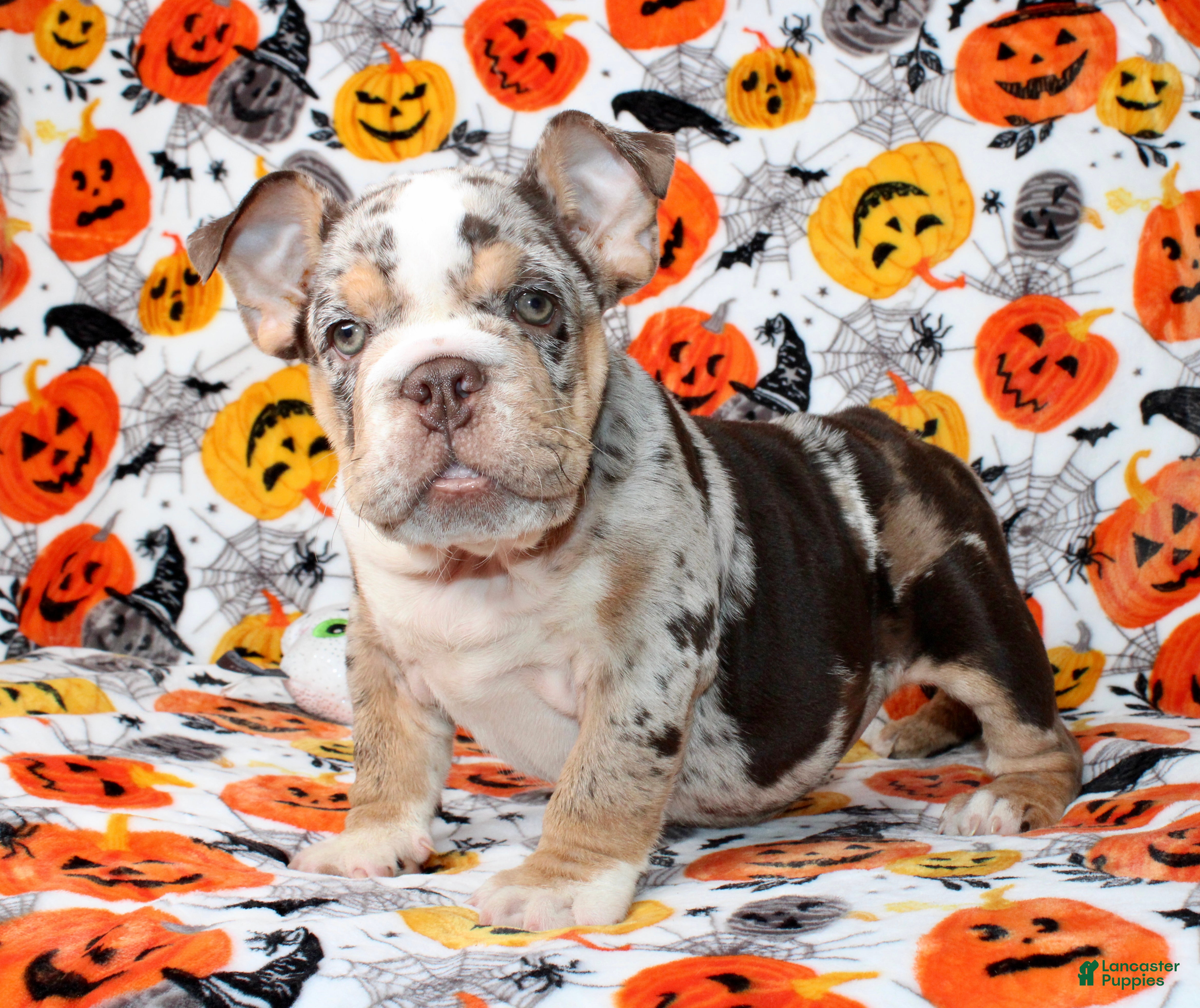 English Bulldog dogs Diva  - Ad 1
