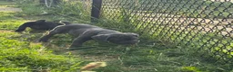 Cane Corso dogs for sale: Ghost - Ad 8
