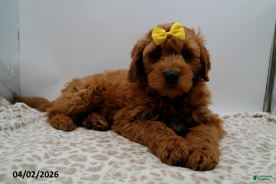Mini Goldendoodle dogs for sale: Winston - Ad 2