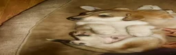 Gerberian Shepsky dogs for sale: Ragnar  - Ad 7
