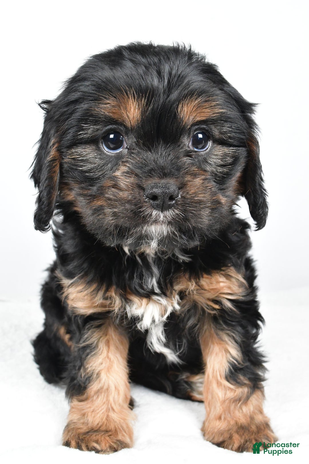 Cavapoo dogs for sale: Pudge f one b - Ad 6